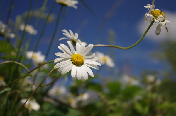 A summers day