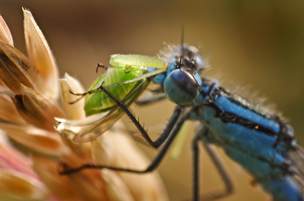 Aphid no more