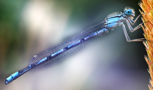 Azure Damselfly