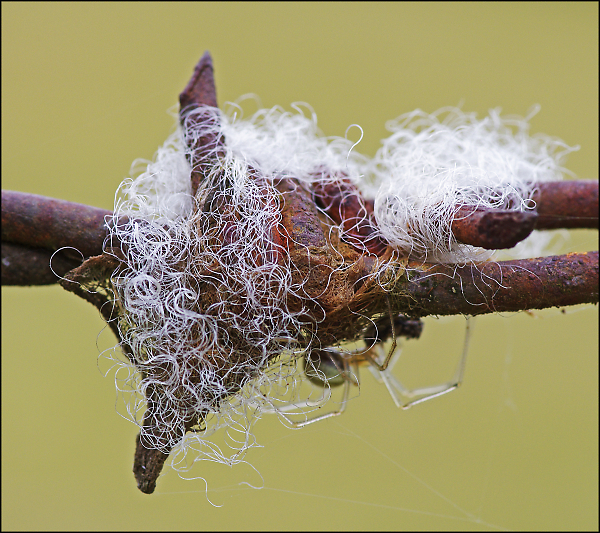 Barbed Wool