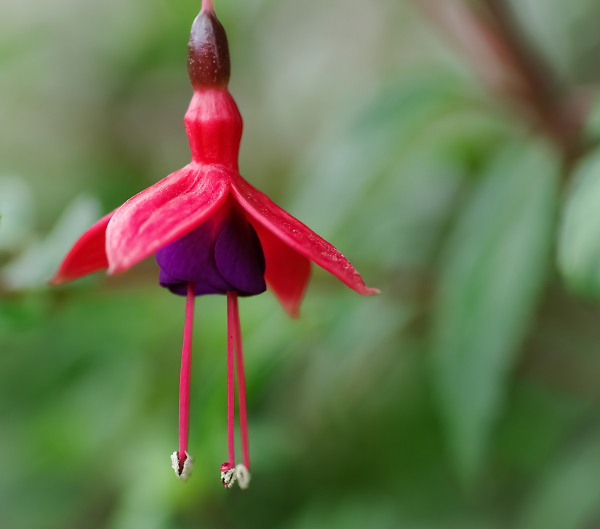 Black Prince' fuchsia