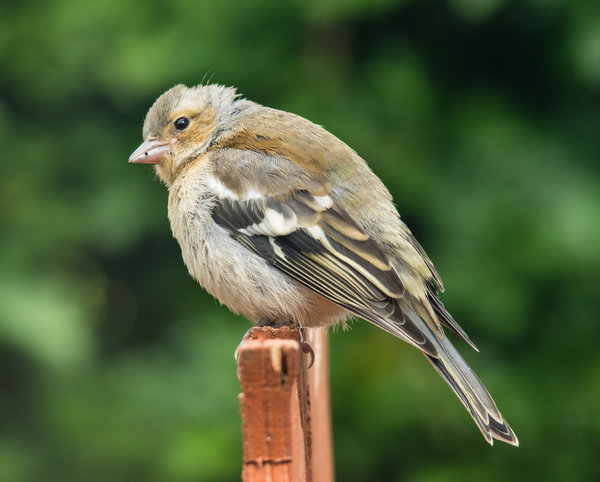 Chaffinch