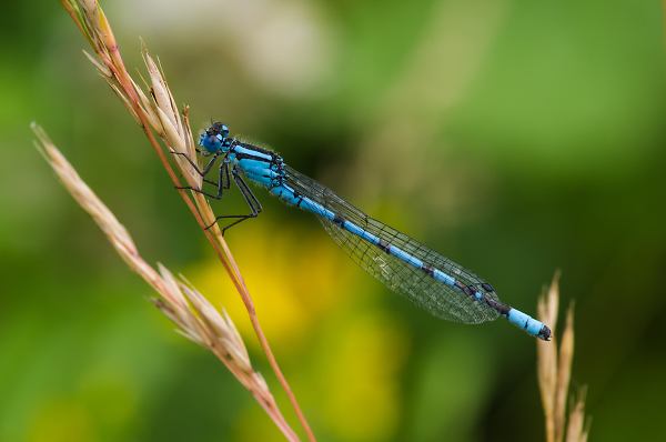 Common Blue Damselfly