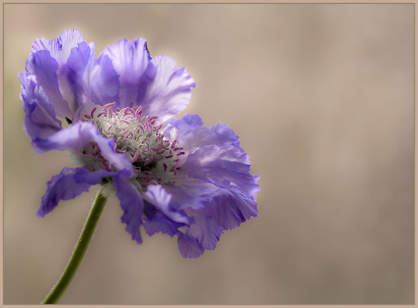 Cornflower