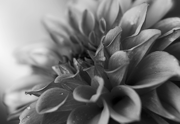 Dahlia