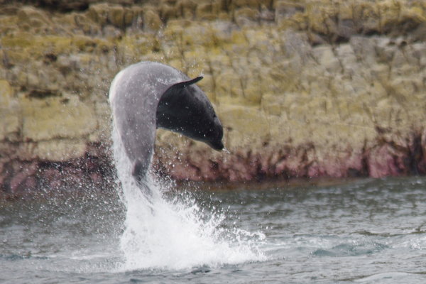 dolphin