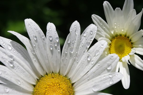 Double daisy