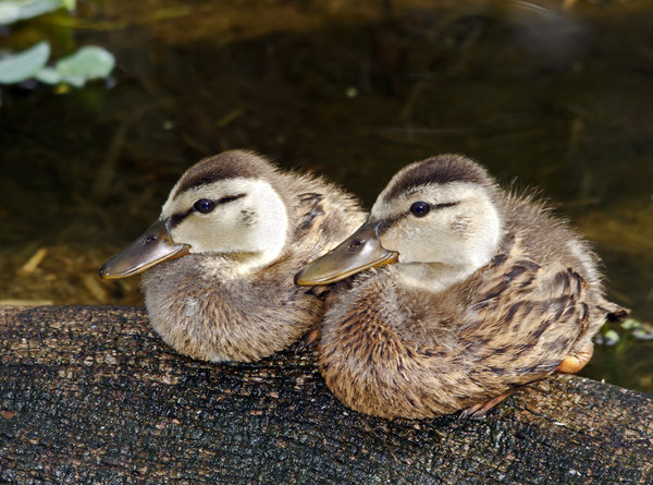 Ducklings