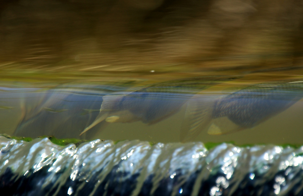 Fish at school