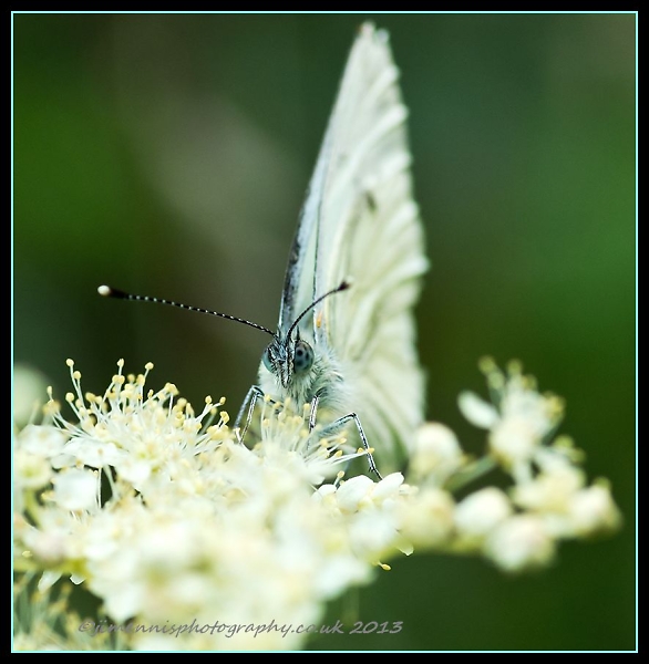 Flutterby