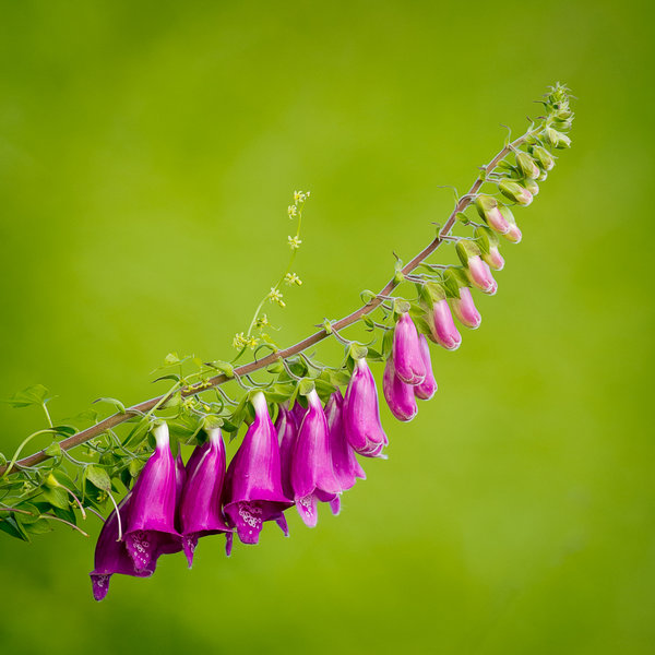 Foxglove