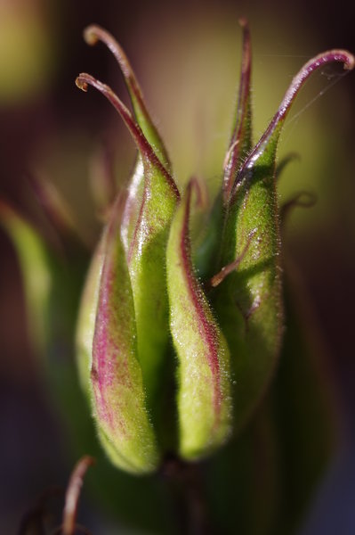 Garden flower