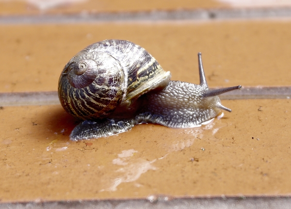 Garden Snail