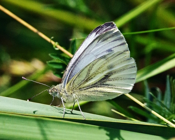 Green veined white (so i am told)