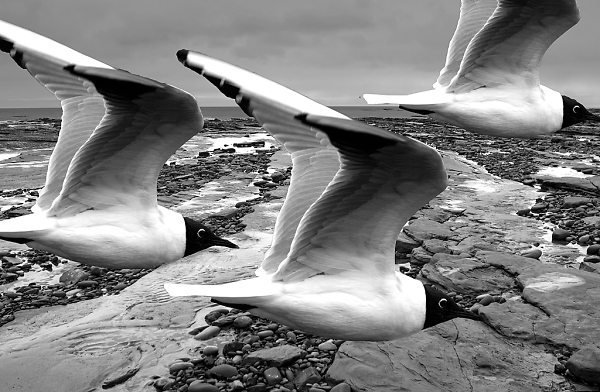 Gulls at Cresswell