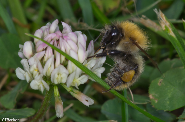 Honey Bee