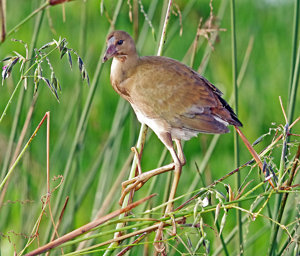 Immature Purple Gallinule