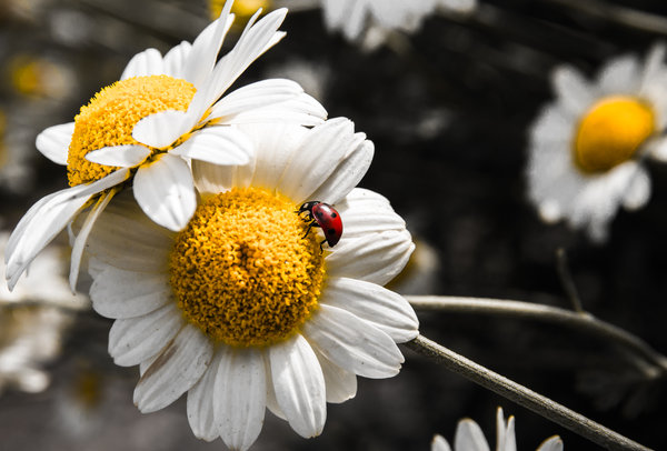 Lady bug