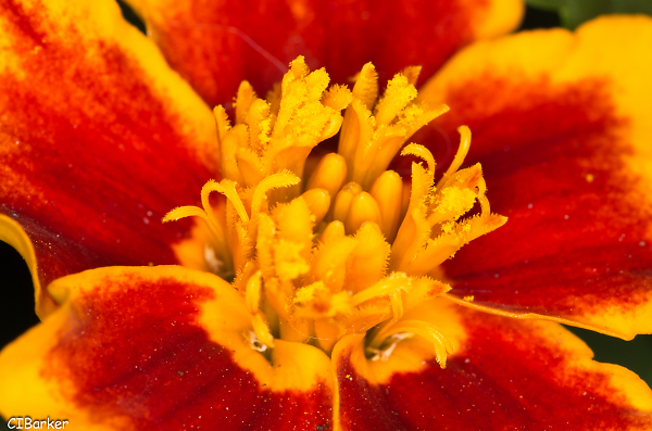 Marigold