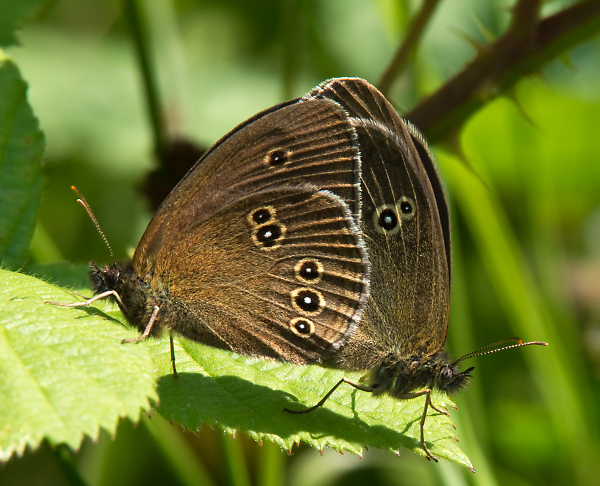 Mating Ringlets