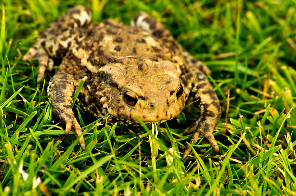 Mr Toad