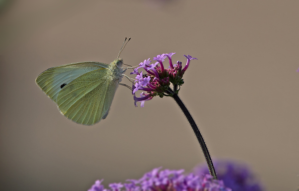 pieris brassicae