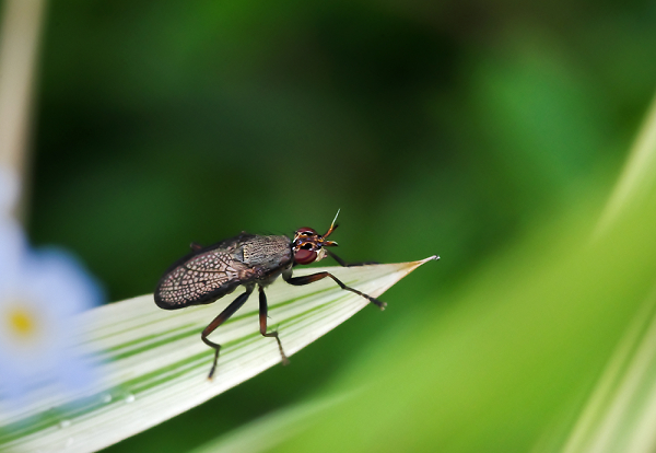 Pond Fly