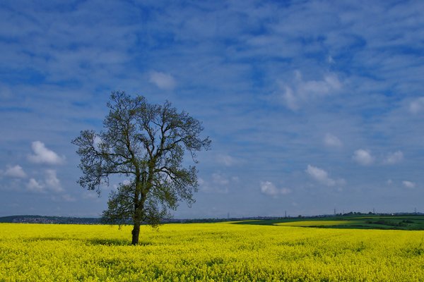 Rape fields in May