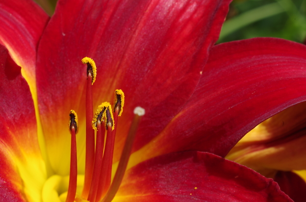RHS Wisley 01