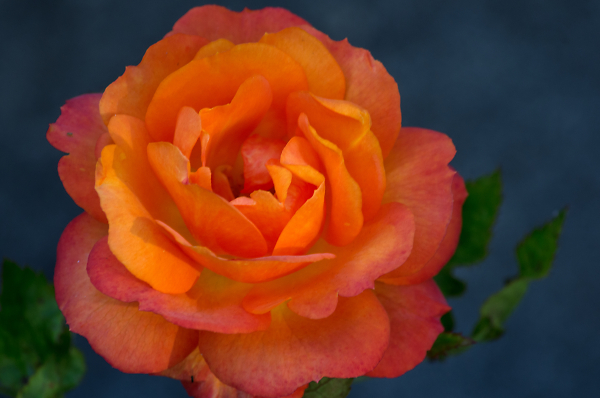Rose Reworked