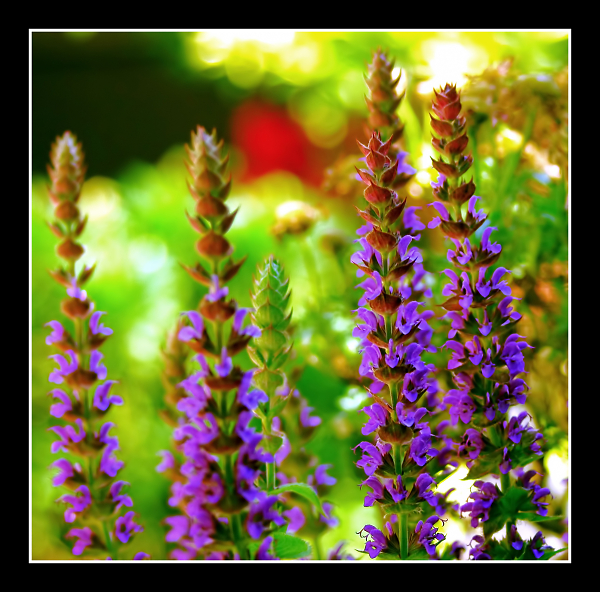 Salvia.