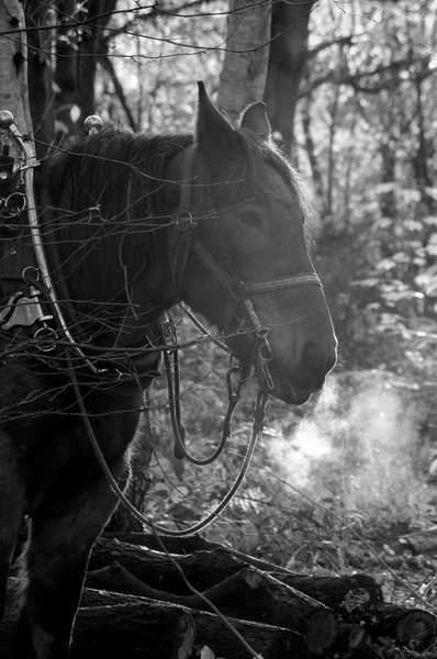 Shire in the woods