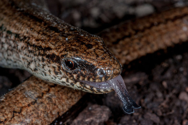 Slow Worm
