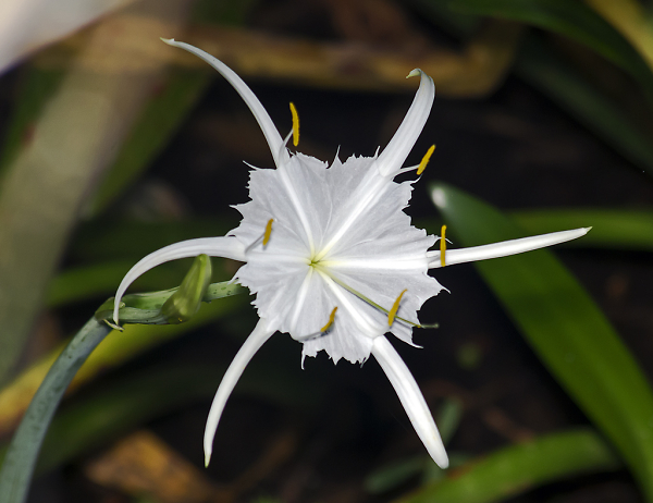 Spider Lilly