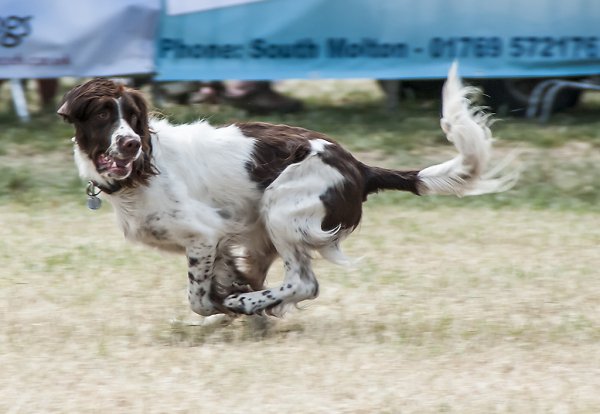 Springer Spaniel