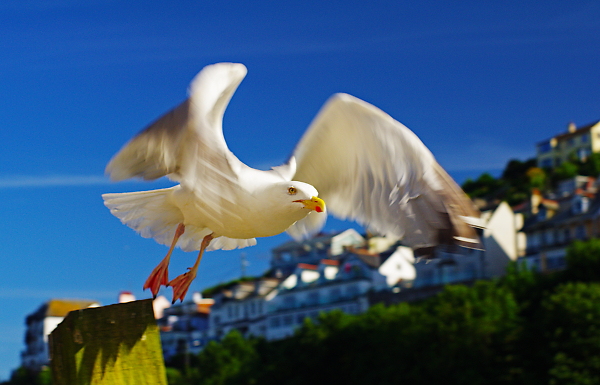 steven seagull