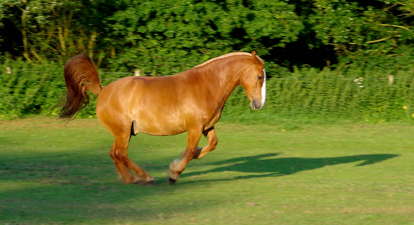 The Cob taking off.
