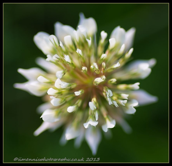 White Clover