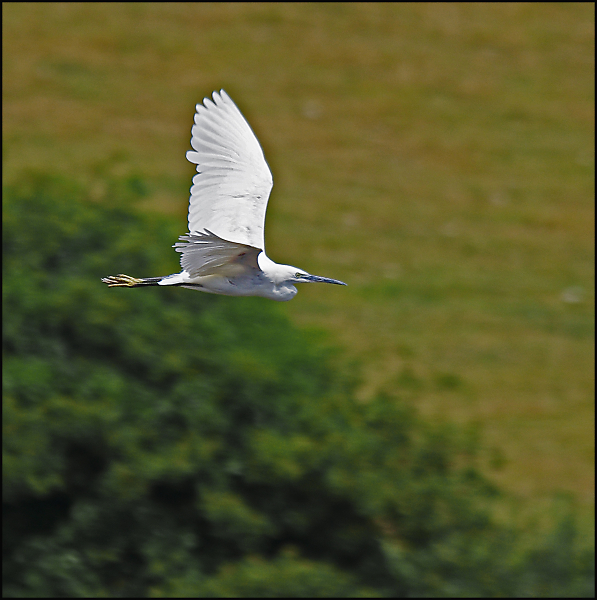 White Flight