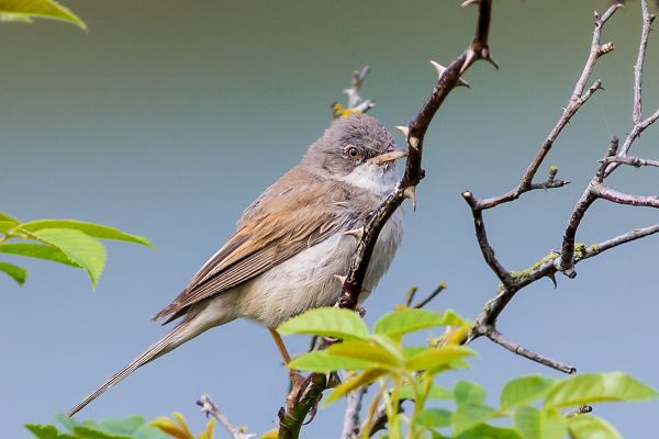 Whitethroat