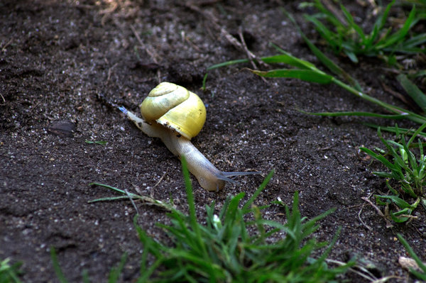 Yellow Snail