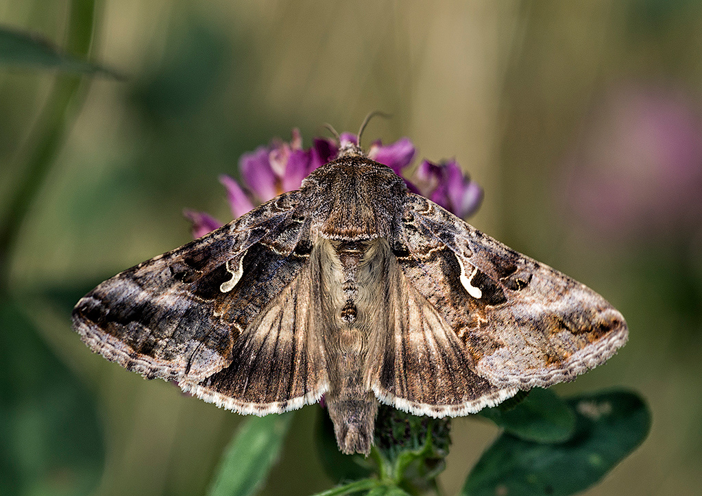 Autographa gamma