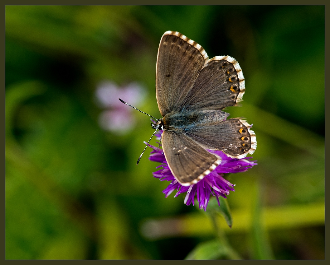 Chalkhill Blue (female)