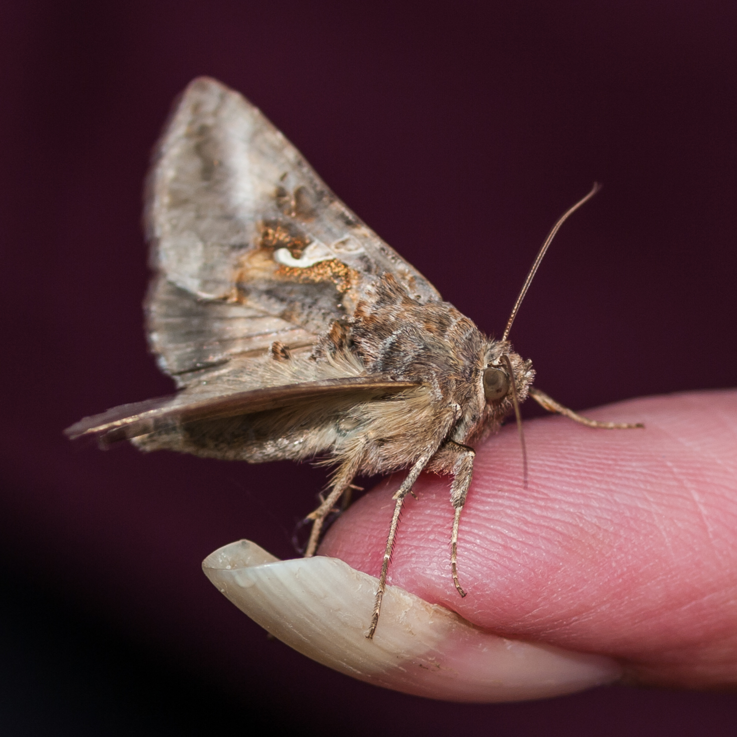 Friendly Moth
