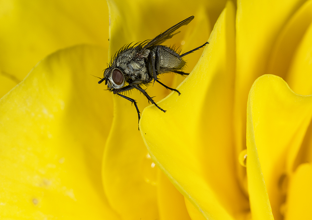 Little Fly