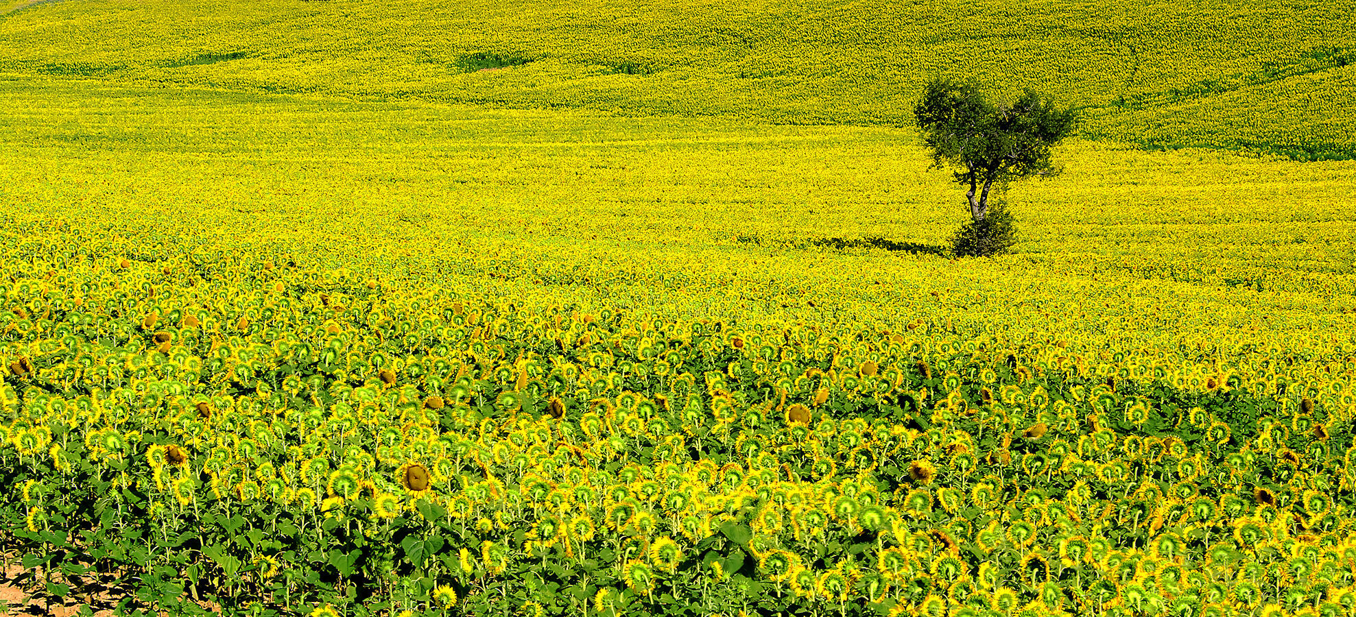 Yellow Sea