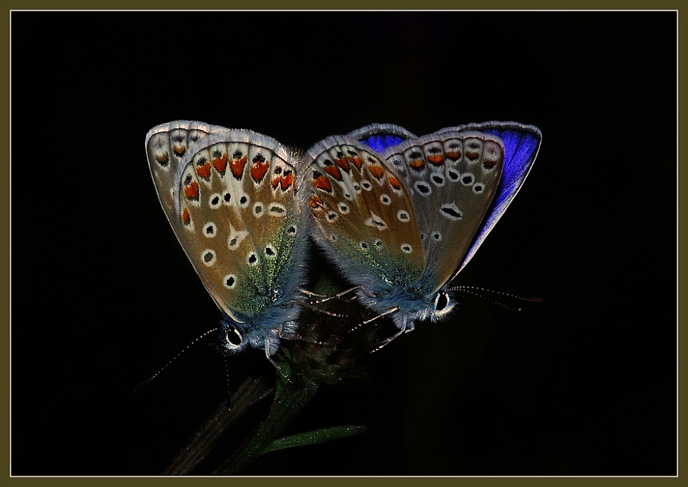 Common Blue Pair