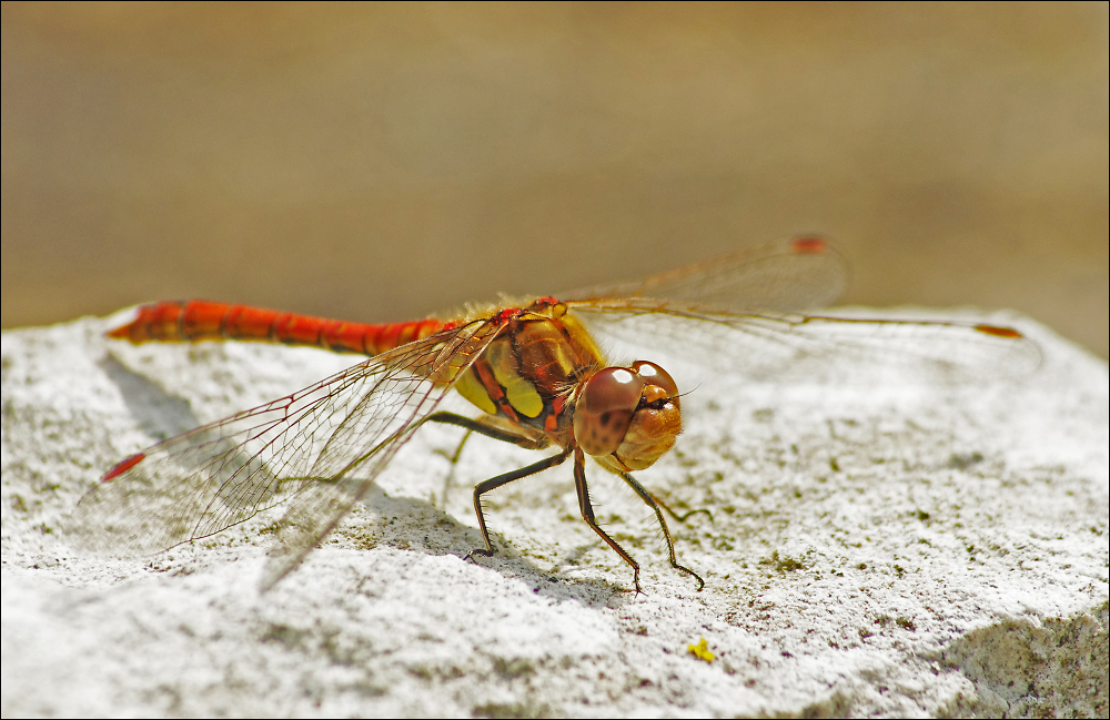 Common Darter