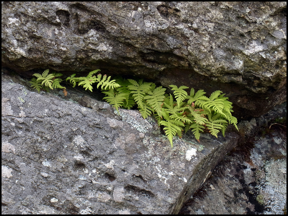 Fern in a Crevice