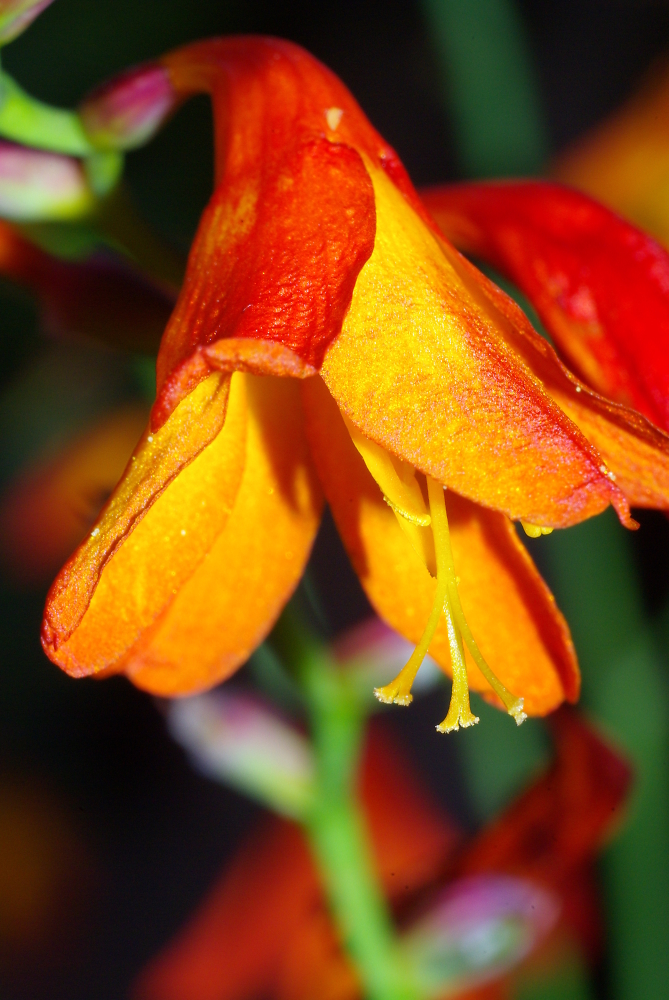 Flower of Fire